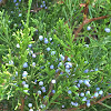 Eastern Redcedar