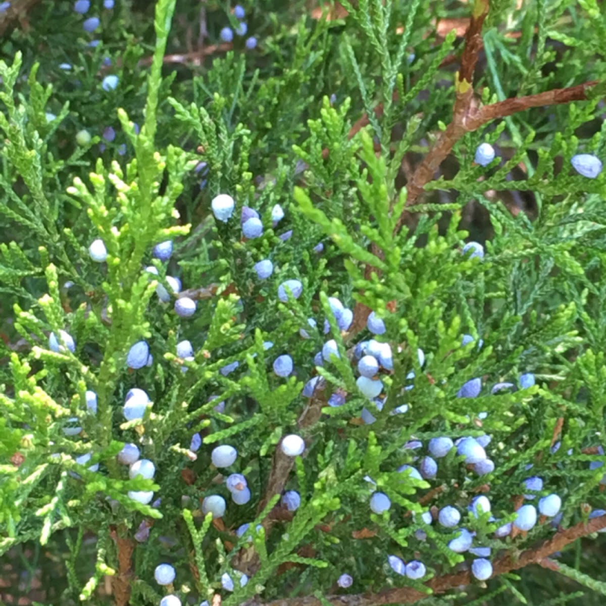 Eastern Redcedar