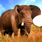 Angry Elephant Apk