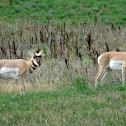 Pronghorns