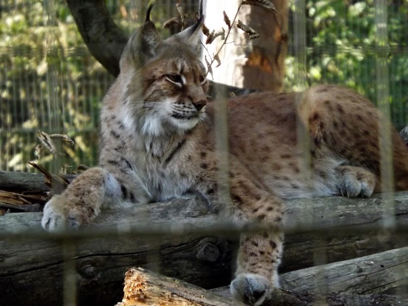 Lynx de Sibérie, Parc des Félins - Tous droits réservés