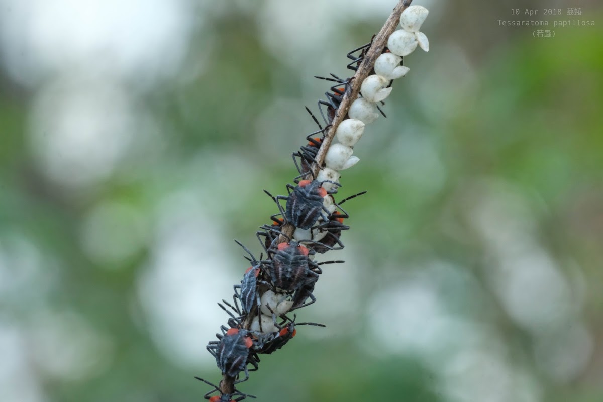 Tessaratoma papillosa (Nymph) 茘蝽(若蟲)