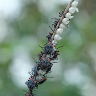 Tessaratoma papillosa (Nymph) 茘蝽(若蟲)