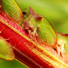 Acacia horned treehoppers