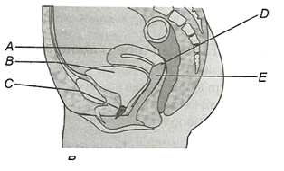 Female reproductive system