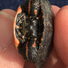 Painted turtle