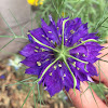 love-in-a-mist