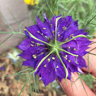 love-in-a-mist