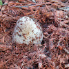 Stinkhorn Fungus