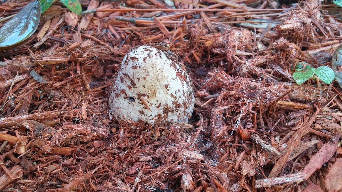 Stinkhorn Fungus