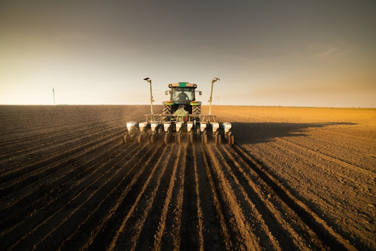 El Niño may affect farmers' yields if rain does not fall during crucial growing periods. File photo.