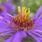 New England Aster