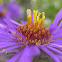 New England Aster