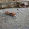 Indian Cotton Stainer