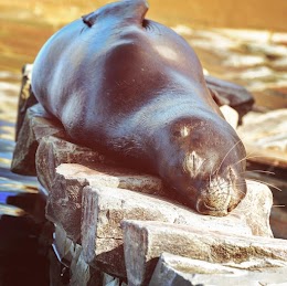 江戸川区自然動物園