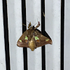 Spiny Oak Slug Moth