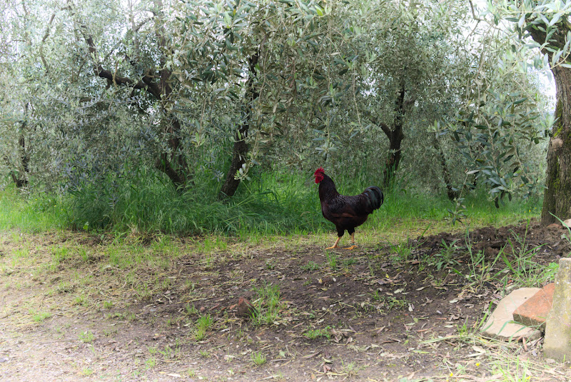 Gallo nero di Bat21