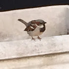 House Sparrow