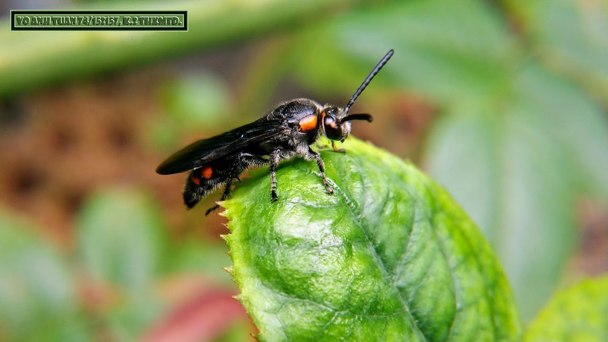 Noble scoliid wasp