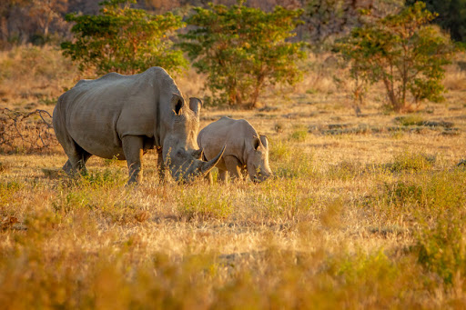 The poachers only managed to remove one horn before fleeing. File photo.