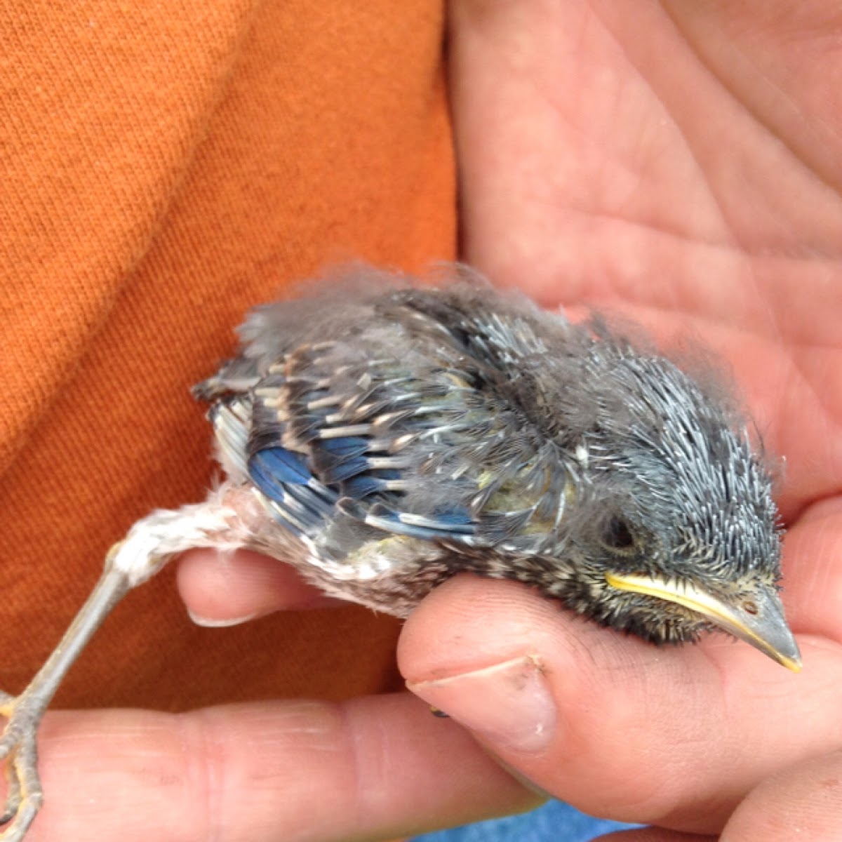 Eastern bluebird