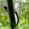 Tití Gris / White-footed Tamarin