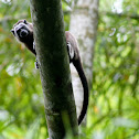 Tití Gris / White-footed Tamarin