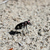 LeConte's Tiger Beetle