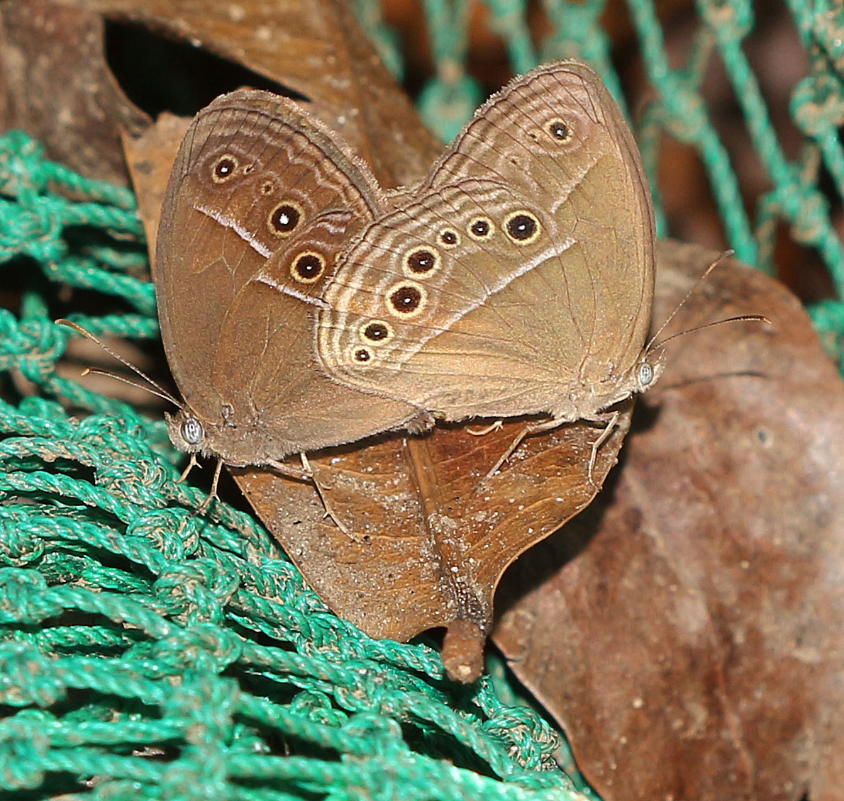 Common Bushbrown