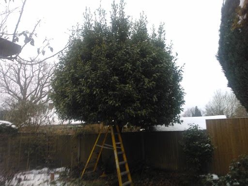 Bay Tree Trim