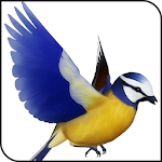 Bird Simulator Apk