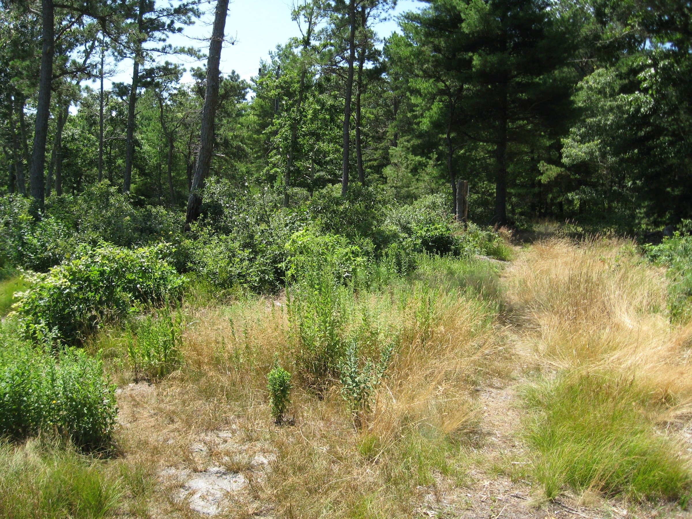 Pine Barrens at the Lyman Reserve