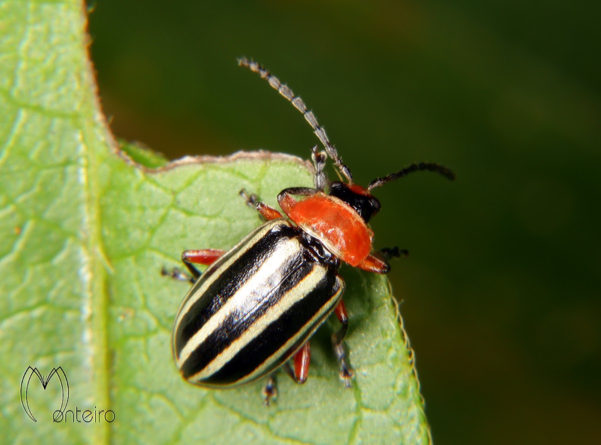 Flea beetle