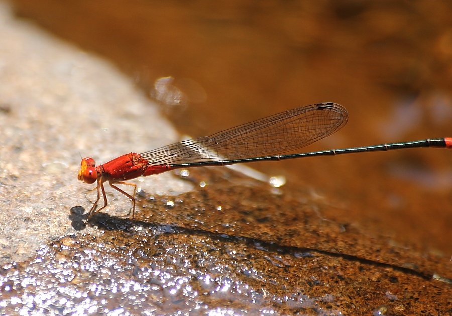 Pseudagrion pilidorsum ssp. declaratum