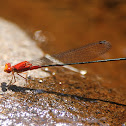 Pseudagrion pilidorsum ssp. declaratum