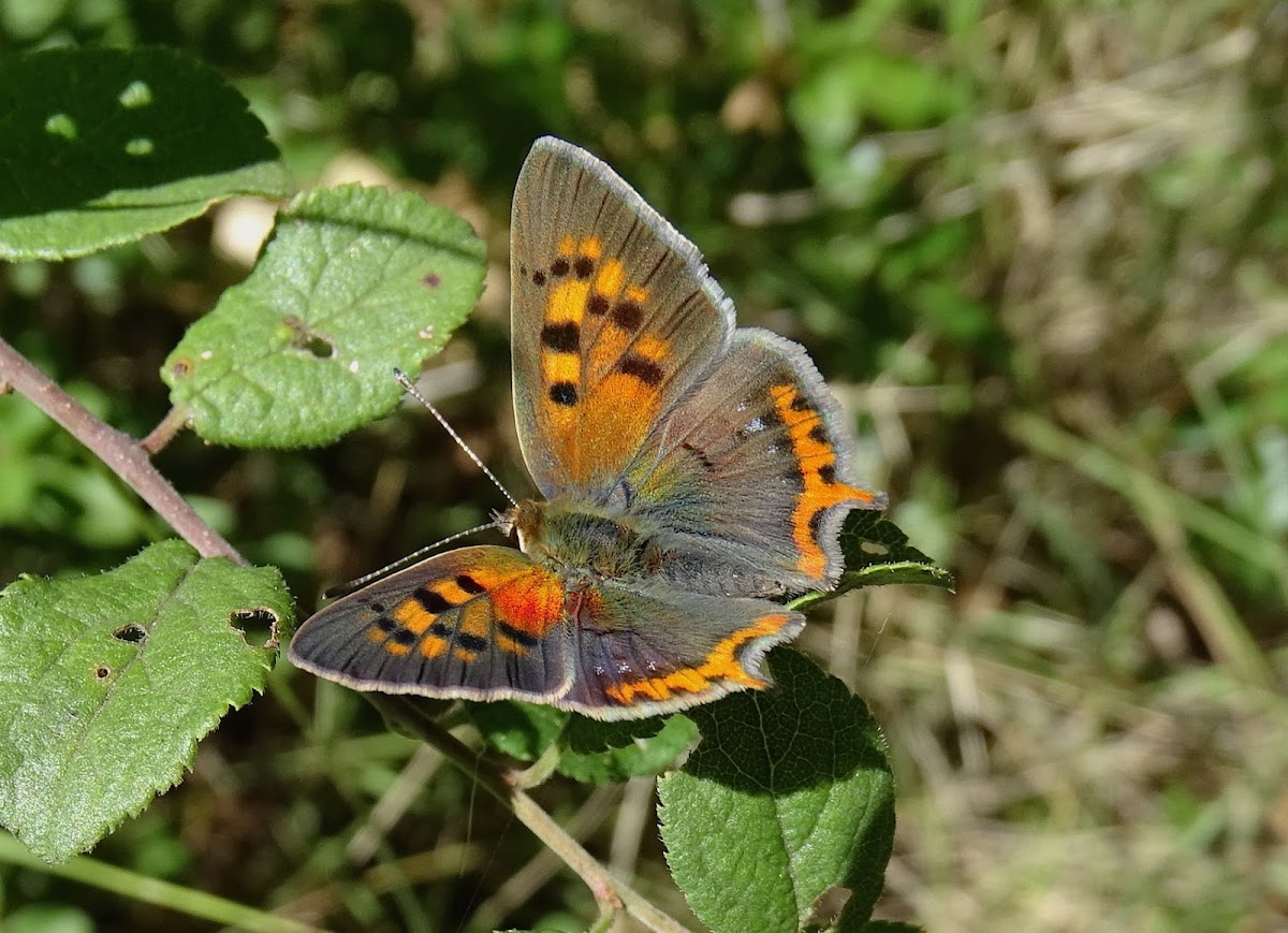 Sooty Copper (female)