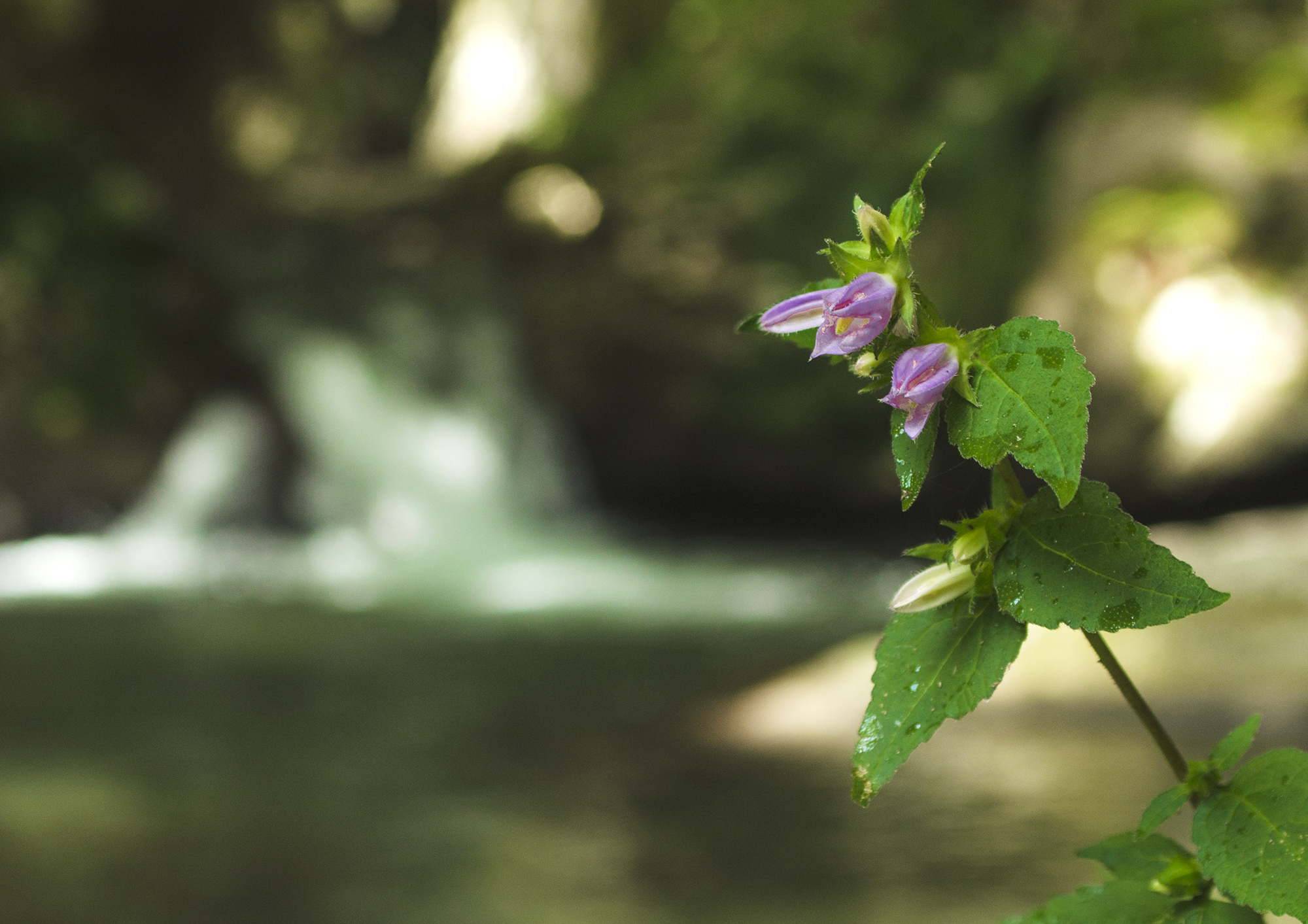 La natura vince sempre. di gina_todisco