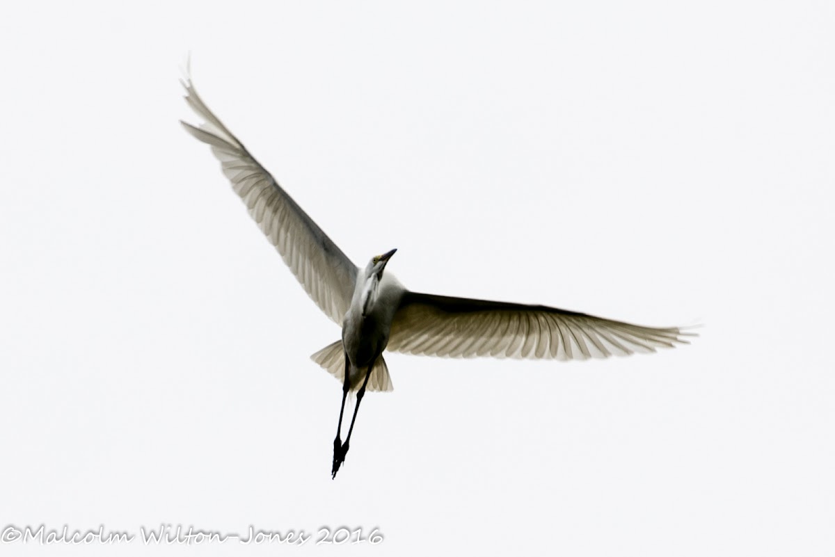 Great Egret