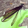 Ebony jewelwing