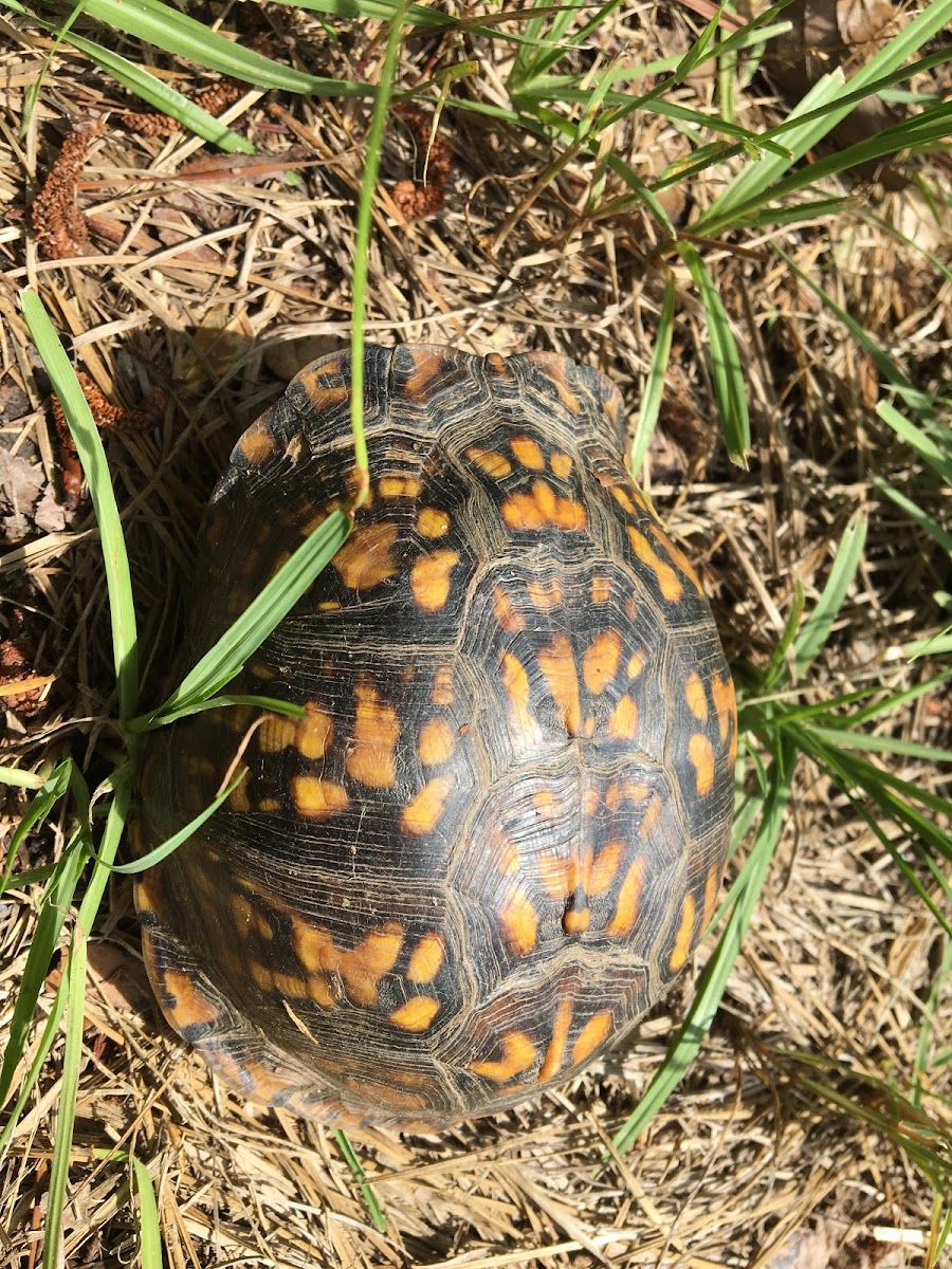 Eastern Box Turtle