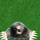 Whac A Mole by Sourcelite Apps 1.0