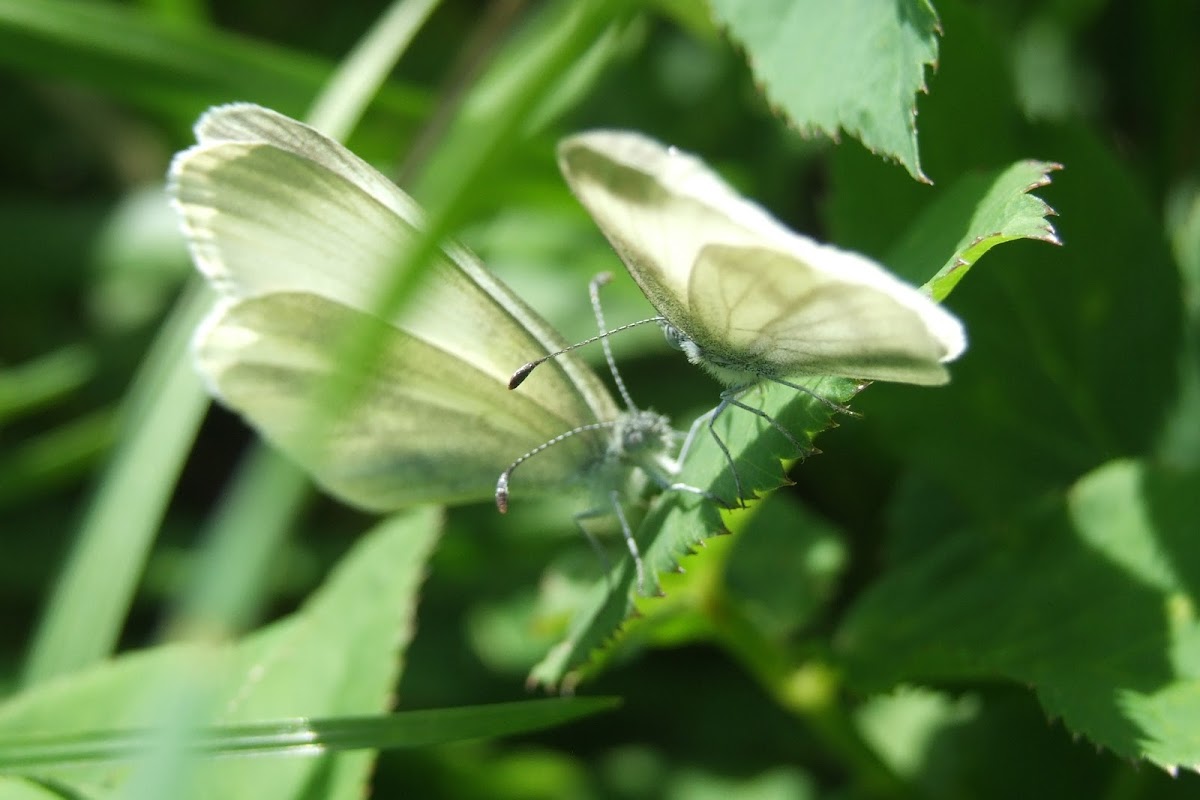 Wood white