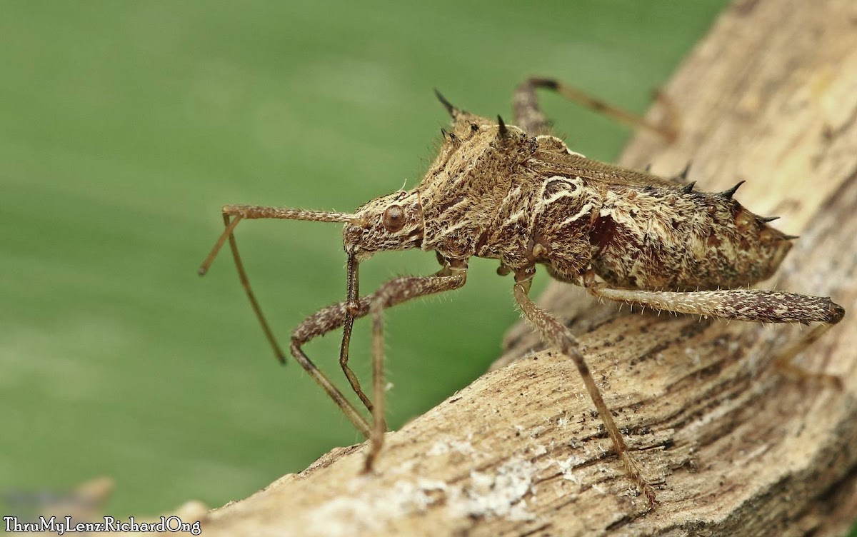 Leaf-footed Bug