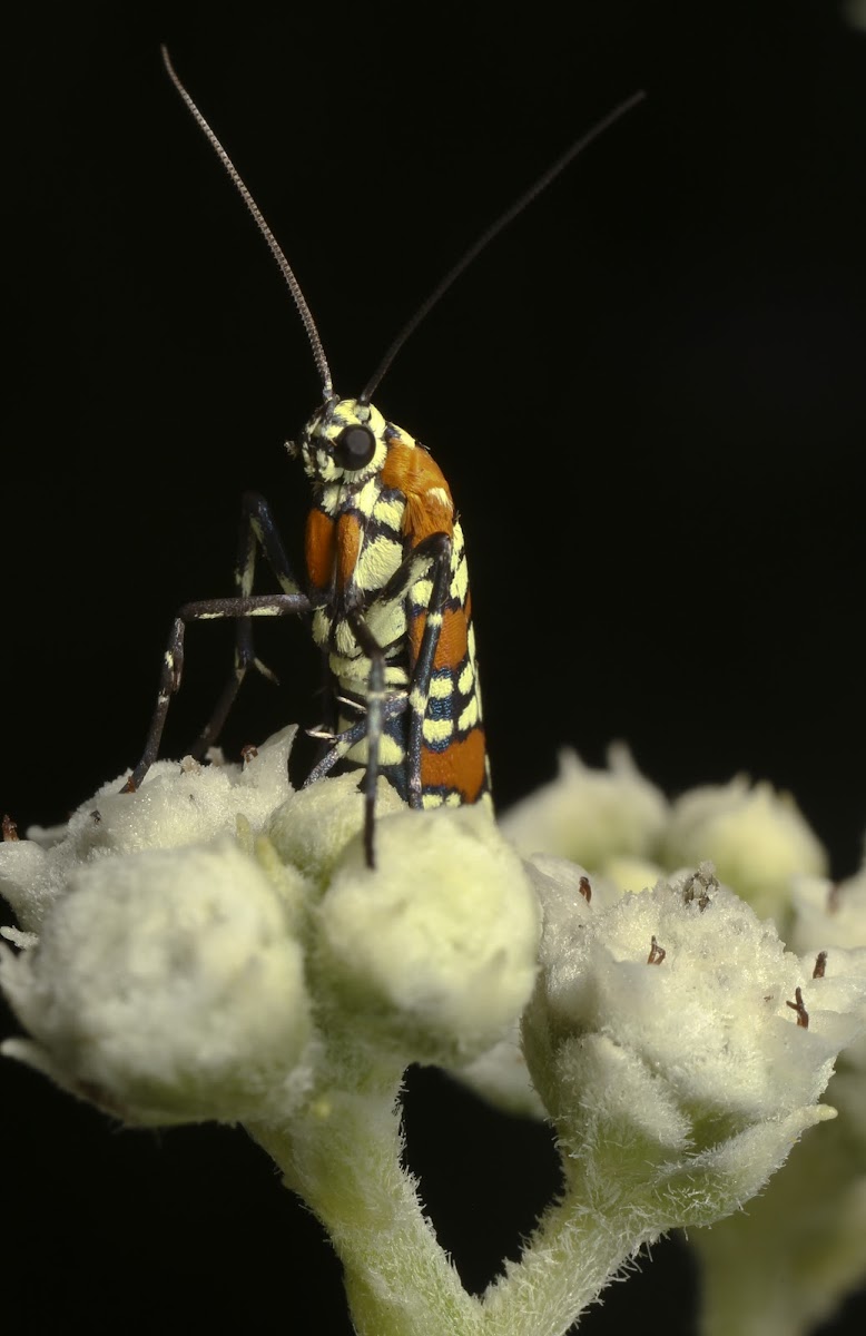 Webworm Moth