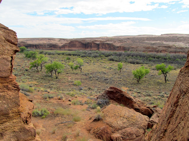 Cottonwoods on Bull Bottom