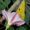 Clouded Yellow