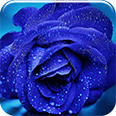 Blue Rose Chrome extension download