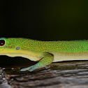 Gold dust day gecko