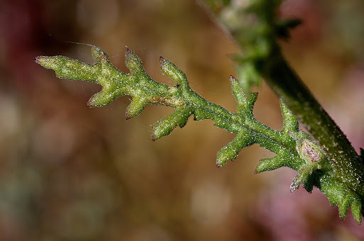 Senecio lividus