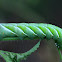 Tobacco Hornworm Caterpillar